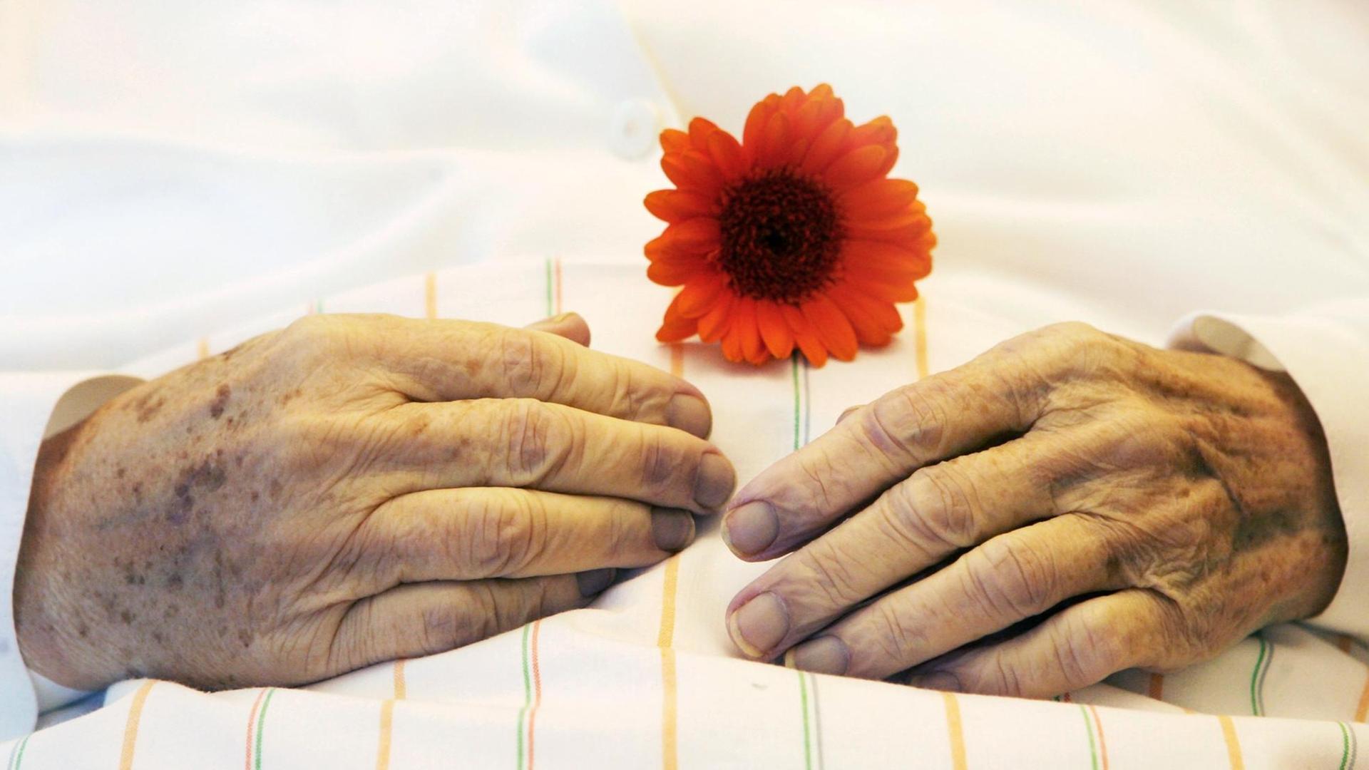 Die Hände einer alten Frau mit einer Blume auf einer Bettdecke. Die Hände einer alten Frau mit einer Blume auf einer Bettdecke.