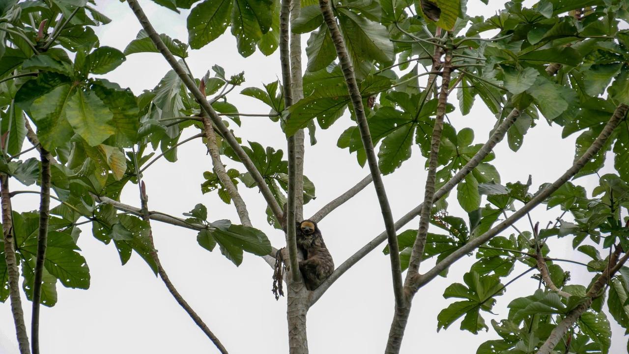Ein Faultier beobachtet in einer Astgabel neugierig die Touristen im Dschungel.