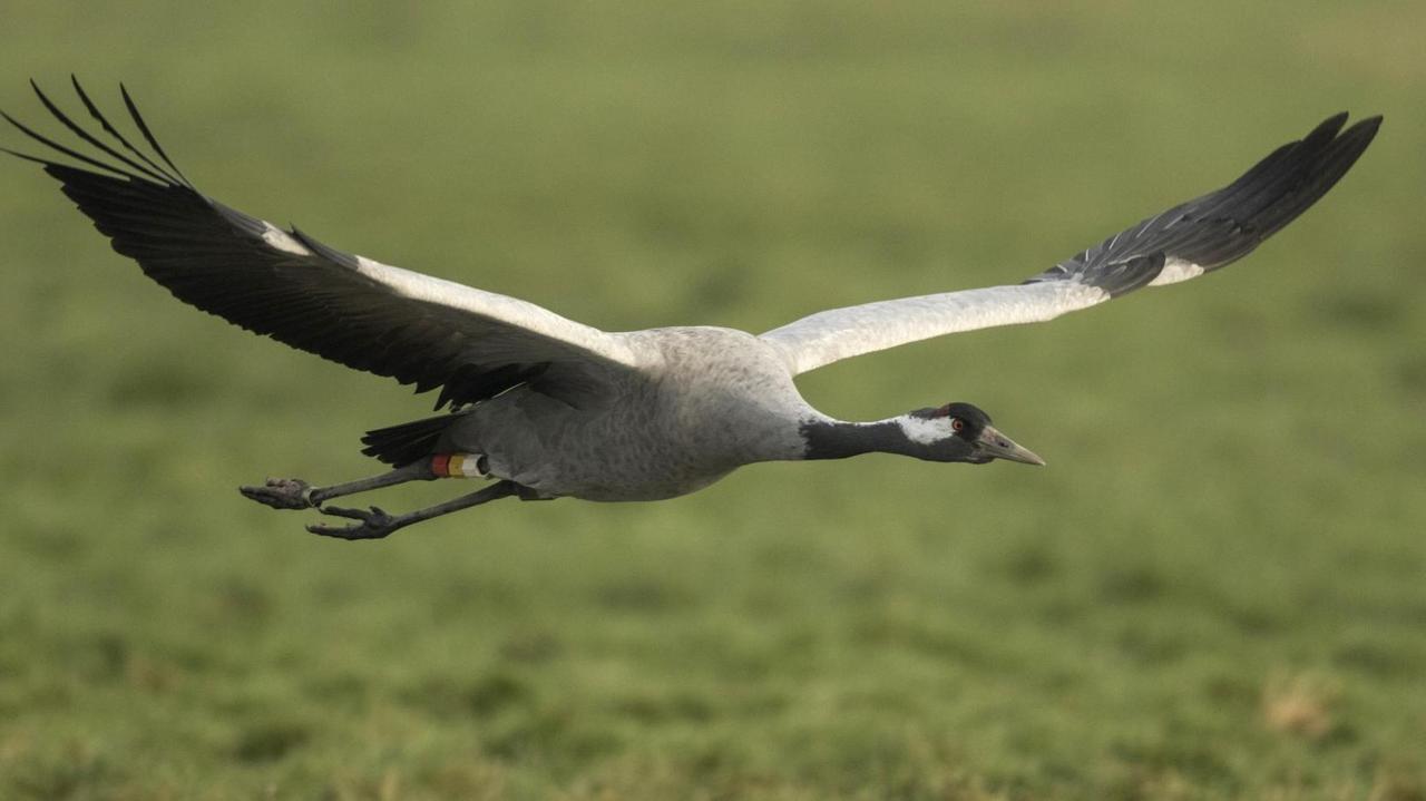Grauer Kranich (Grus grus), fliegt über eine Wiese. Grauer Kranich (Grus grus), fliegt über eine Wiese.
