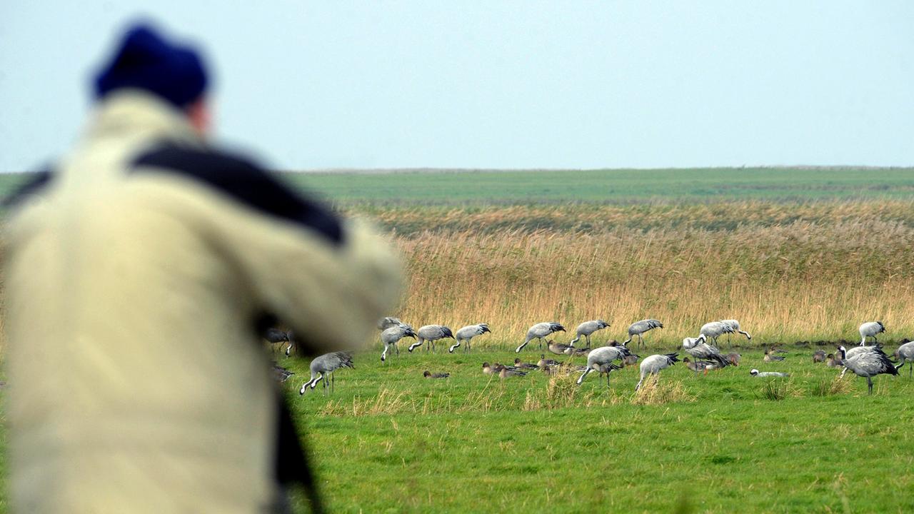 Ein Fotograf bringt seine Kamera vor rastenden Kranichen in Position. Ein Fotograf bringt seine Kamera vor rastenden Kranichen in Position.