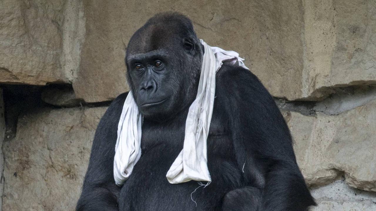Gorilla sitzt im Zoo von Berlin Gorilla sitzt im Zoo von Berlin