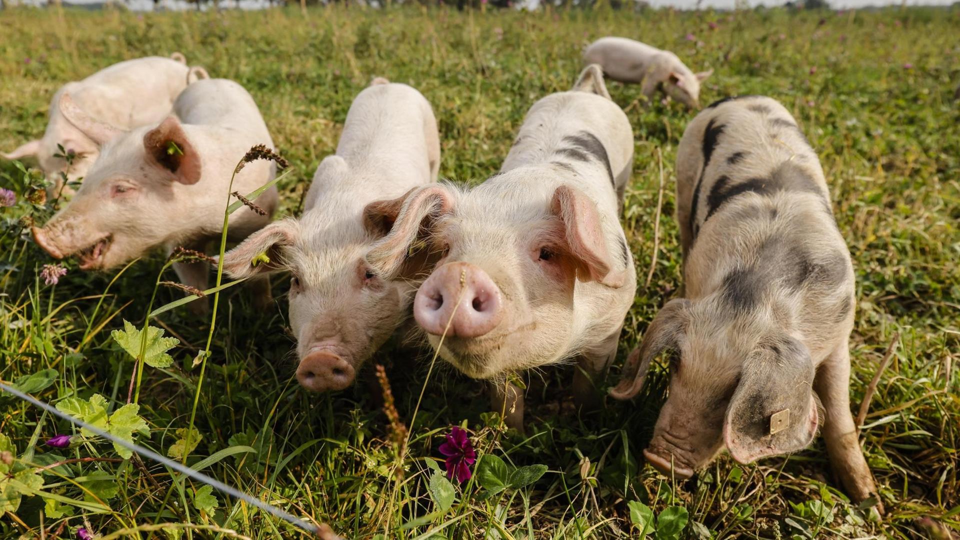 Freilandschweine leben auf dem Bioland Bauernhof Frohnenbruch ganzjaehrig im Freien auf der Wiese, als Wetterschutz gibt es lediglich einen offenen Unterstand. Freilandschweine leben auf dem Bioland Bauernhof Frohnenbruch ganzjaehrig im Freien auf der Wiese, als Wetterschutz gibt es lediglich einen offenen Unterstand.
