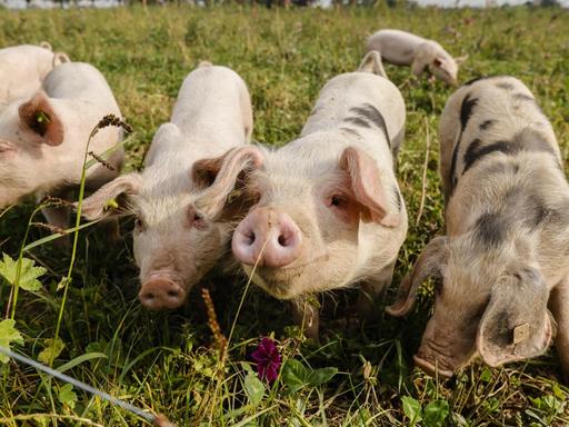 Freilandschweine leben auf dem Bioland Bauernhof Frohnenbruch ganzjaehrig im Freien auf der Wiese, als Wetterschutz gibt es lediglich einen offenen Unterstand.