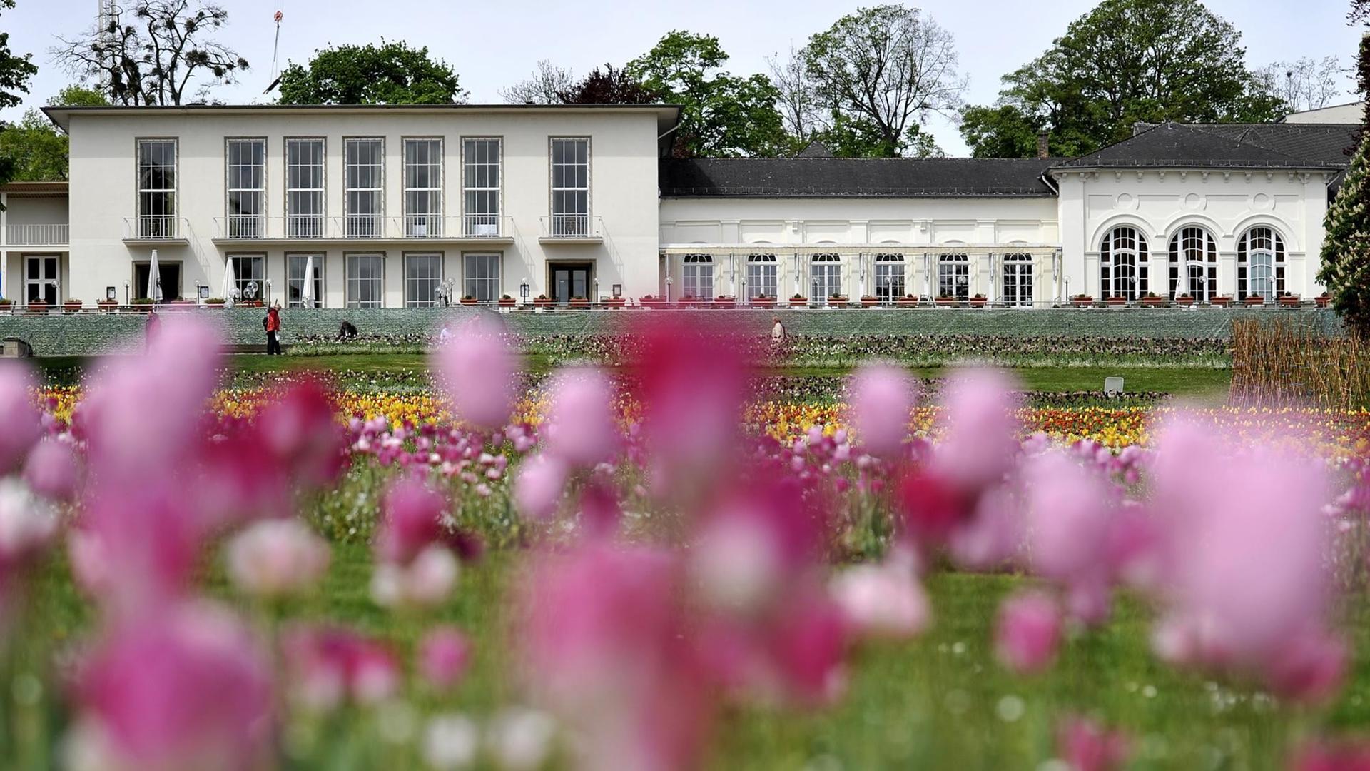 Tulpen blühen vor dem Jugendstiltheater in Bad Nauheim Tulpen blühen vor dem Jugendstiltheater in Bad Nauheim