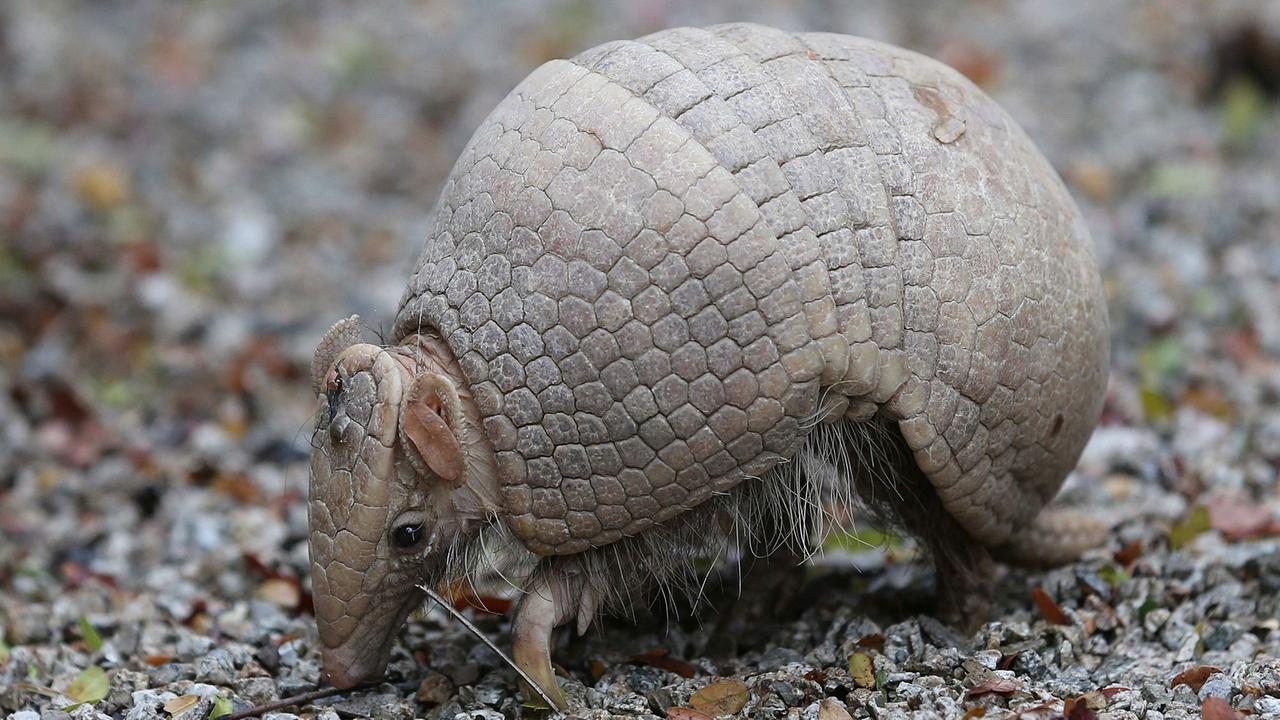 Das Gürteltier wurde nicht nur zum Maskottchen der Fußball-WM in Brasilien, sondern es veranstaltet offenbar auch gern Sexparties. Das Gürteltier wurde nicht nur zum Maskottchen der Fußball-WM in Brasilien, sondern es veranstaltet offenbar auch gern Sexparties.