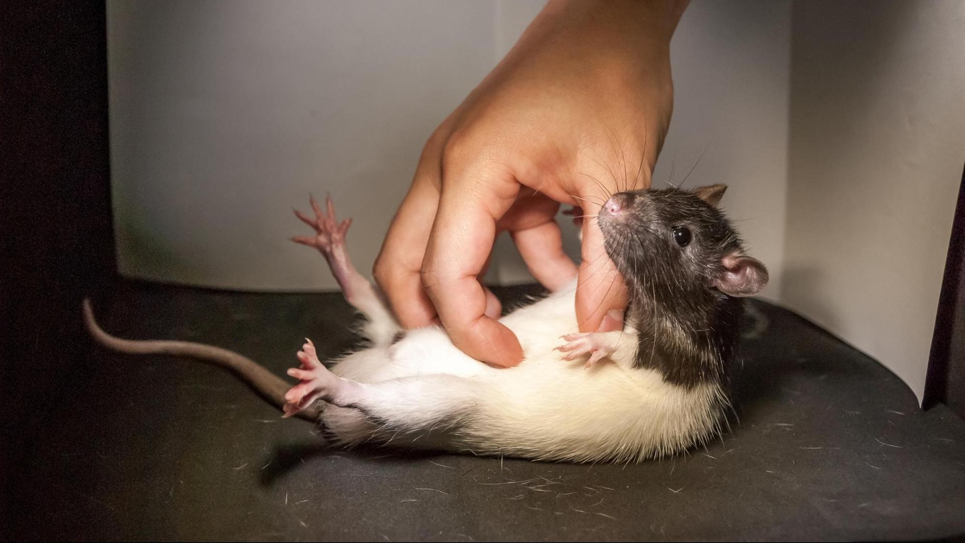 Ein Ratte wird zu Versuchszwecken gekitzelt. Ratten sind nach einer Studie von Berliner Neurobiologen je nach Stimmung kitzlig. Ein Ratte wird zu Versuchszwecken gekitzelt. Ratten sind nach einer Studie von Berliner Neurobiologen je nach Stimmung kitzlig.