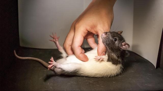 Ein Ratte wird zu Versuchszwecken gekitzelt. Ratten sind nach einer Studie von Berliner Neurobiologen je nach Stimmung kitzlig.