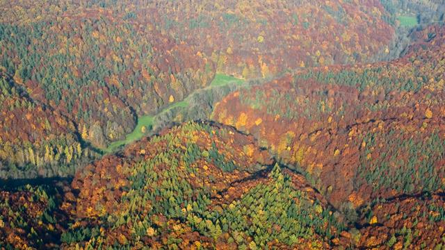Luftaufnahme des herbstlich bunten und dicht bewachsenen Steigerwaldes bei Böhlgrund. Die typische Buchenwald-Landschaft des Steigerwalds ist weltweit eine Rarität.