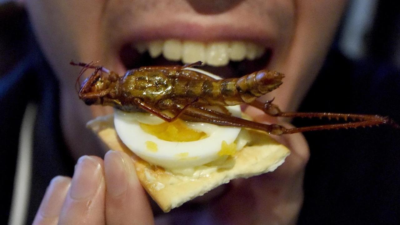 Seiya Takahashi tries to eat a canape with a fried locust during a Christmas event in Tokyo on December 24, 2016. About 35 people took part in the Christmas event, which was organised by a group which enjoys cooking insects and worms. / AFP PHOTO / Toru YAMANAKA Seiya Takahashi tries to eat a canape with a fried locust during a Christmas event in Tokyo on December 24, 2016. About 35 people took part in the Christmas event, which was organised by a group which enjoys cooking insects and worms. / AFP PHOTO / Toru YAMANAKA
