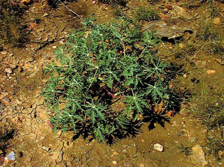 Jatropha ist ein zähes Gewächs, das allerdings durchaus mit Gewinn verkauft werden kann Jatropha ist ein zähes Gewächs, das allerdings durchaus mit Gewinn verkauft werden kann