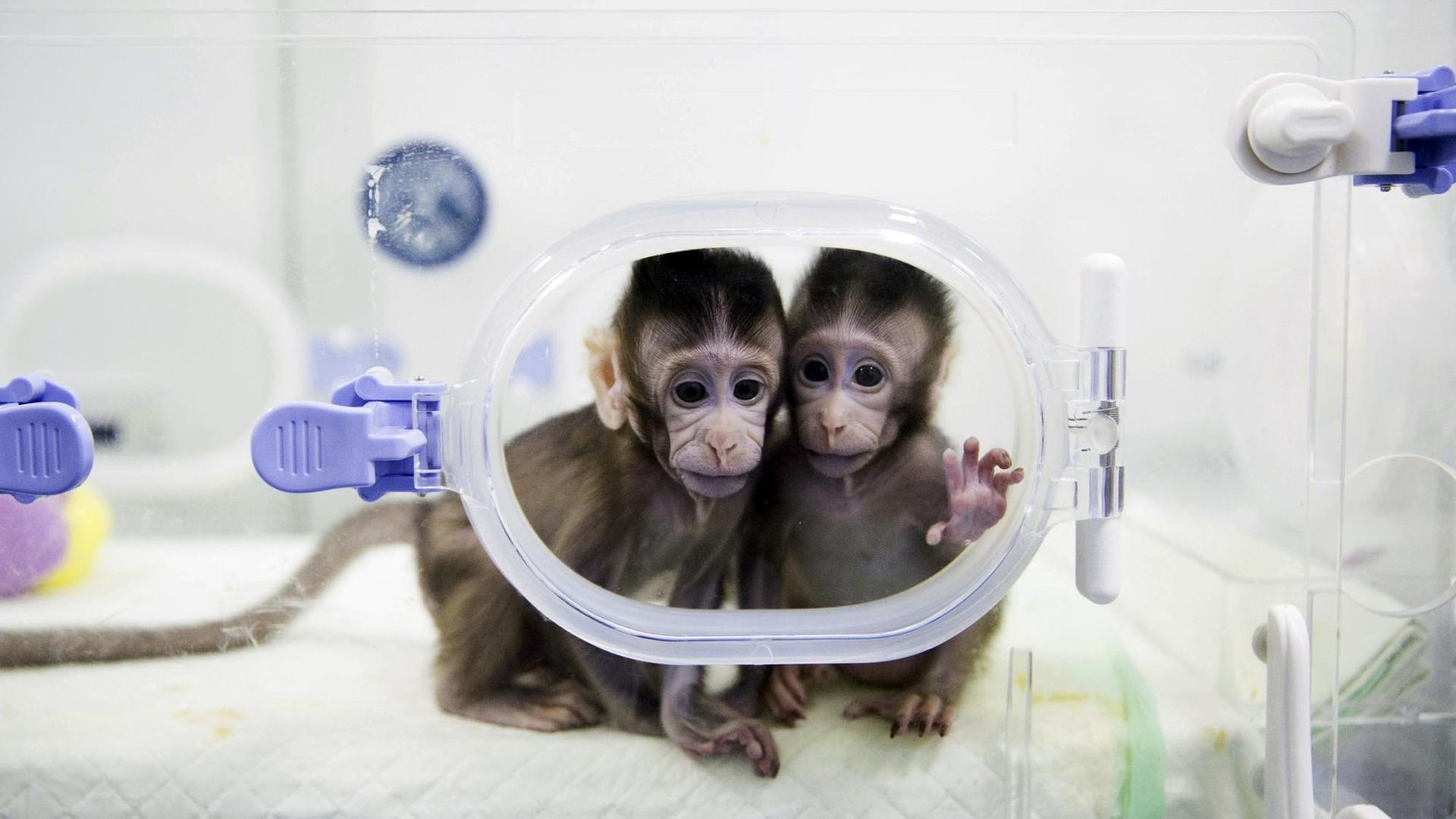 Auf dem Foto der Agentur Xinhua sieht man die geklonten Affen Zhong Zhong und Hua Hua.
