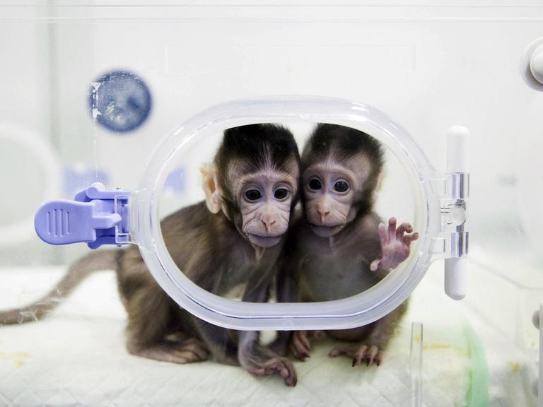Auf dem Foto der Agentur Xinhua sieht man die geklonten Affen Zhong Zhong und Hua Hua.