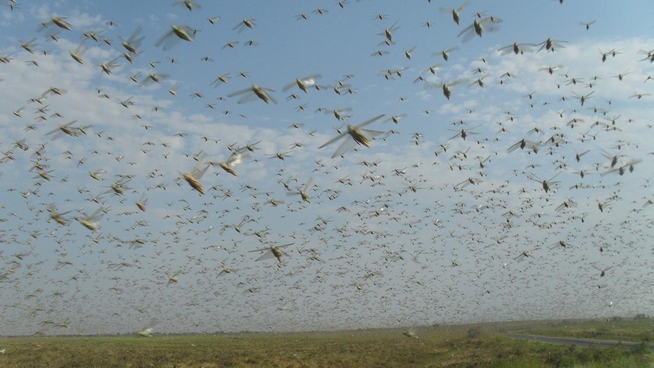 In Kenia, Somalia und Äthiopien bedroht die schwerste Heuschreckenplage seit Jahrzehnten die Nahrungsmittelversorgung In Kenia, Somalia und Äthiopien bedroht die schwerste Heuschreckenplage seit Jahrzehnten die Nahrungsmittelversorgung