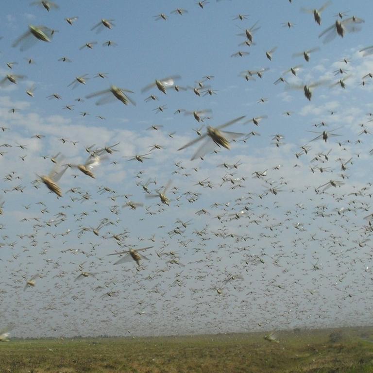 In Kenia, Somalia und Äthiopien bedroht die schwerste Heuschreckenplage seit Jahrzehnten die Nahrungsmittelversorgung