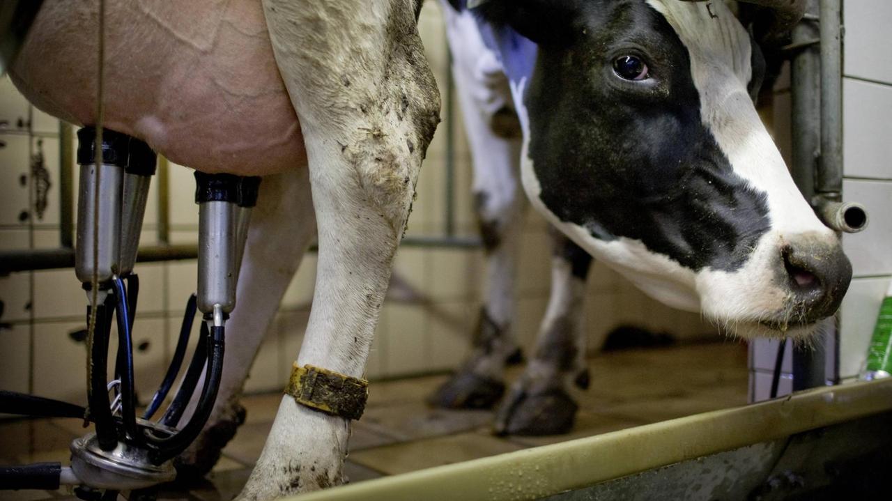Eine Kuh mit prall gefülltem Euter wird von einer Maschine gemolken und schaut dabei mit großen Augen in die Kamera Eine Kuh mit prall gefülltem Euter wird von einer Maschine gemolken und schaut dabei mit großen Augen in die Kamera