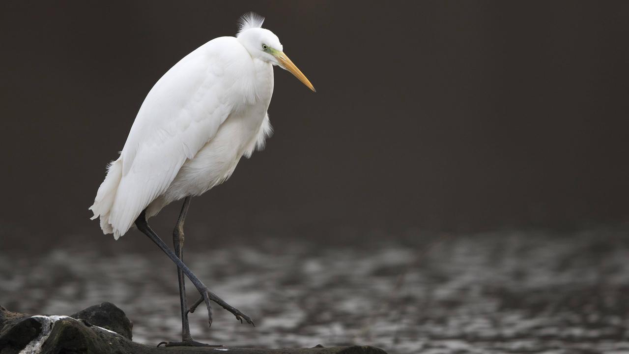 Der Silberreiher steht auf Totholz am Wasser. Es handelt sich um einen Vogel mit weißem Gefieder, langen Beinen und dünnem, langen Schnabel. Der Hintergrund ist grau. Der Silberreiher steht auf Totholz am Wasser. Es handelt sich um einen Vogel mit weißem Gefieder, langen Beinen und dünnem, langen Schnabel. Der Hintergrund ist grau.
