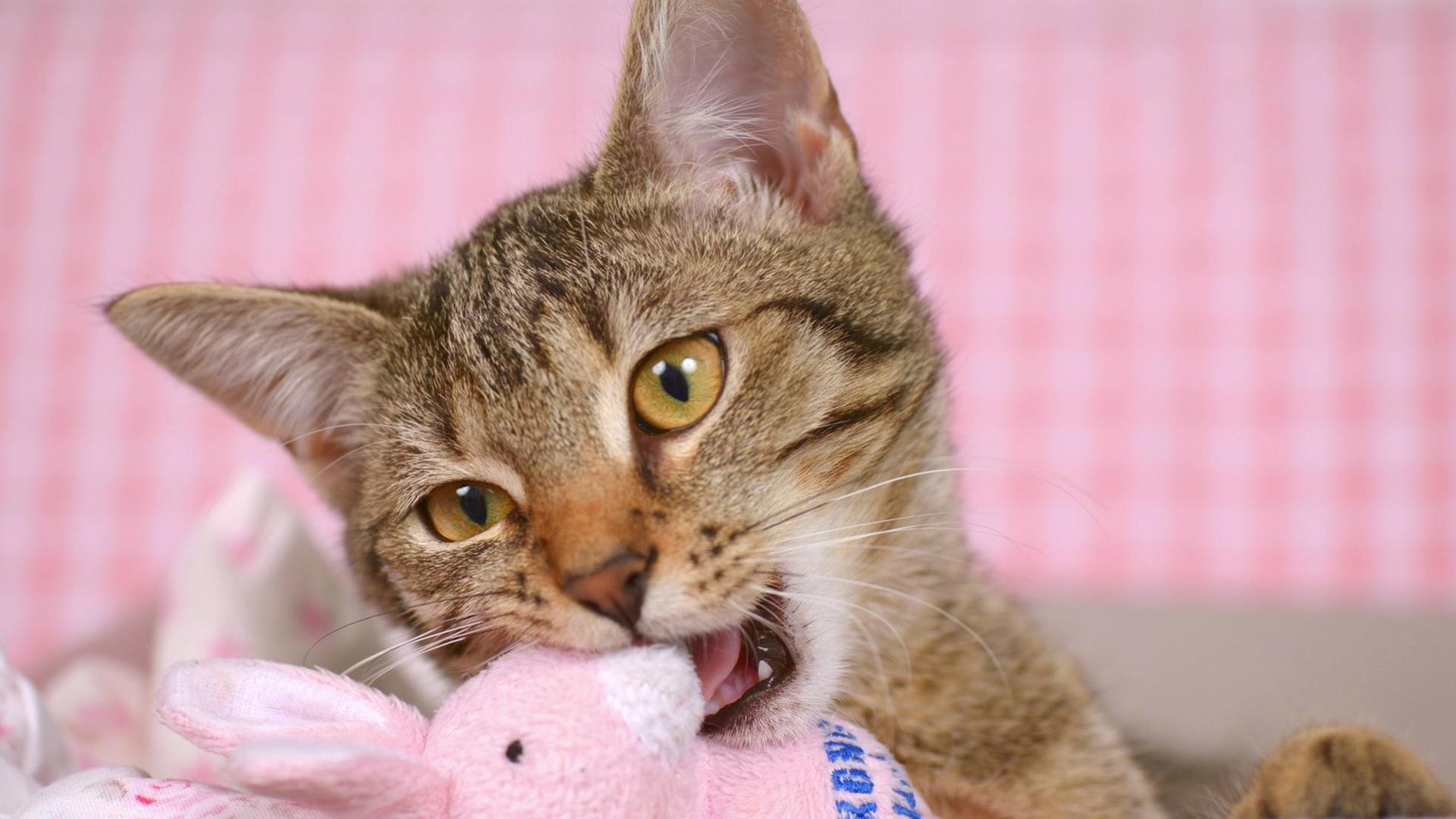 Hauskatze, Haus-Katze (Felis silvestris f. catus), getigerte Katze knabbert an einem Stofftier domestic cat, house cat (Felis silvestris f. catus), striped cat nibbling at a soft toy BLWS384749 House cat House Cat Felis silvestris F catus Getigerte Cat nibbles to a Stuffed animal Domestic Cat House Cat Felis silvestris F catus Striped Cat nibbling AT a Soft Toy Hauskatze, Haus-Katze (Felis silvestris f. catus), getigerte Katze knabbert an einem Stofftier domestic cat, house cat (Felis silvestris f. catus), striped cat nibbling at a soft toy BLWS384749 House cat House Cat Felis silvestris F catus Getigerte Cat nibbles to a Stuffed animal Domestic Cat House Cat Felis silvestris F catus Striped Cat nibbling AT a Soft Toy
