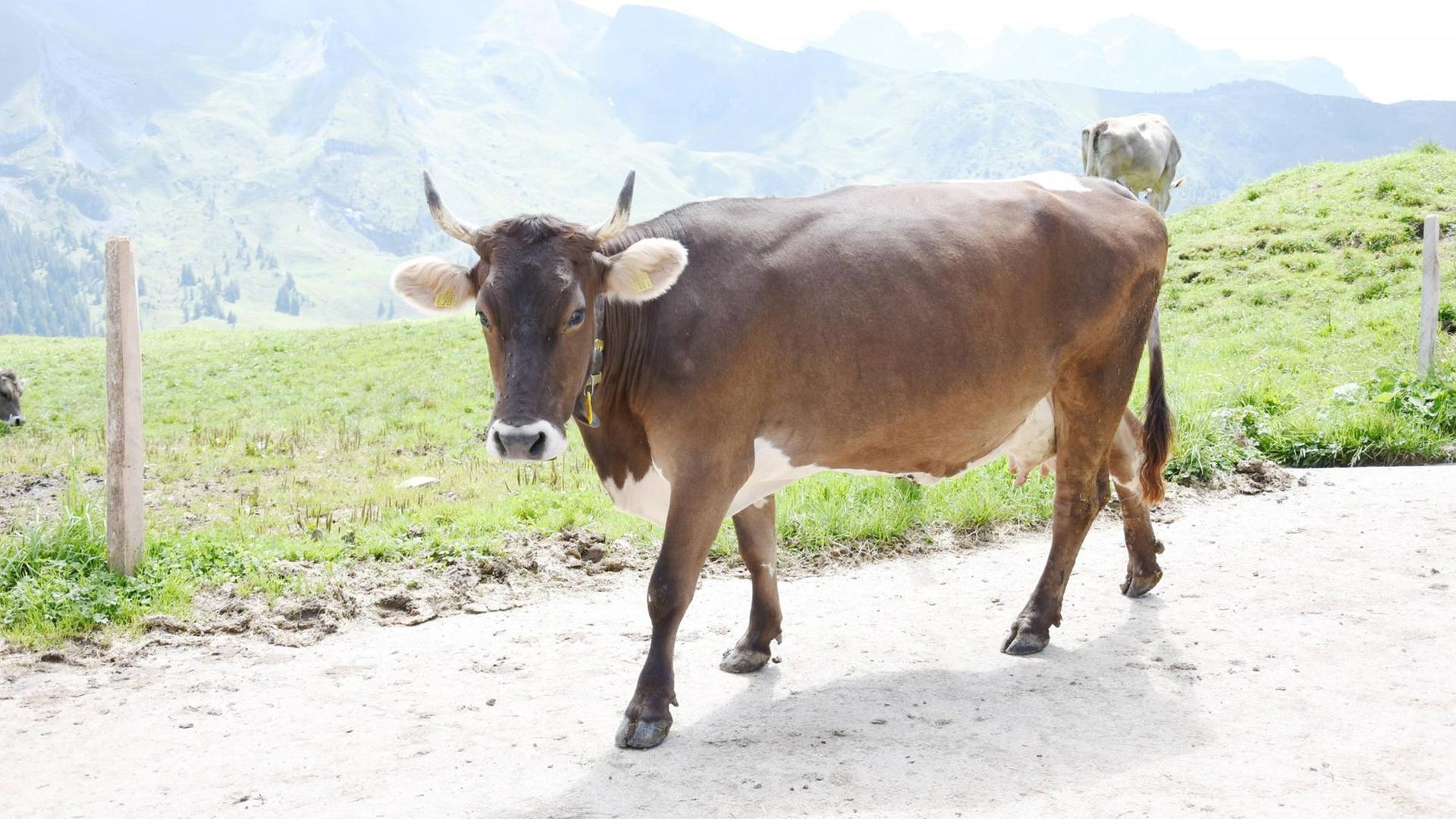 Kuh mit Hörner auf der Alp. Musenalp, Kanton NW Schweiz.