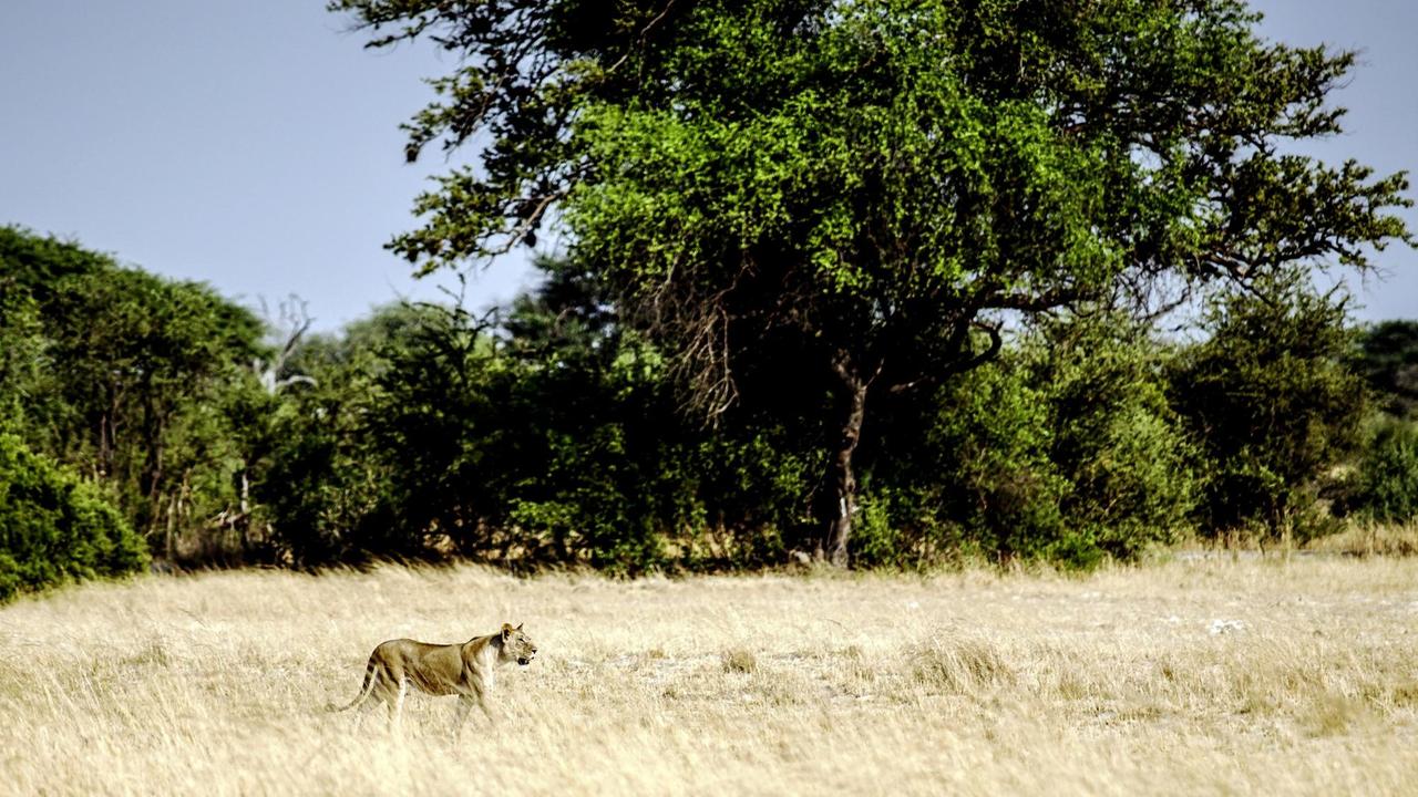 Ein Löwe spaziert durch den Hwange Nationalpark in Simbabwe. Ein Löwe spaziert durch den Hwange Nationalpark in Simbabwe.