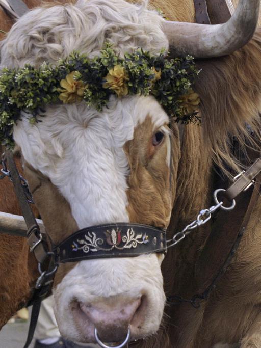 Mit Blumen geschmücktes Ochsengespann in Grafing (Oberbayern)