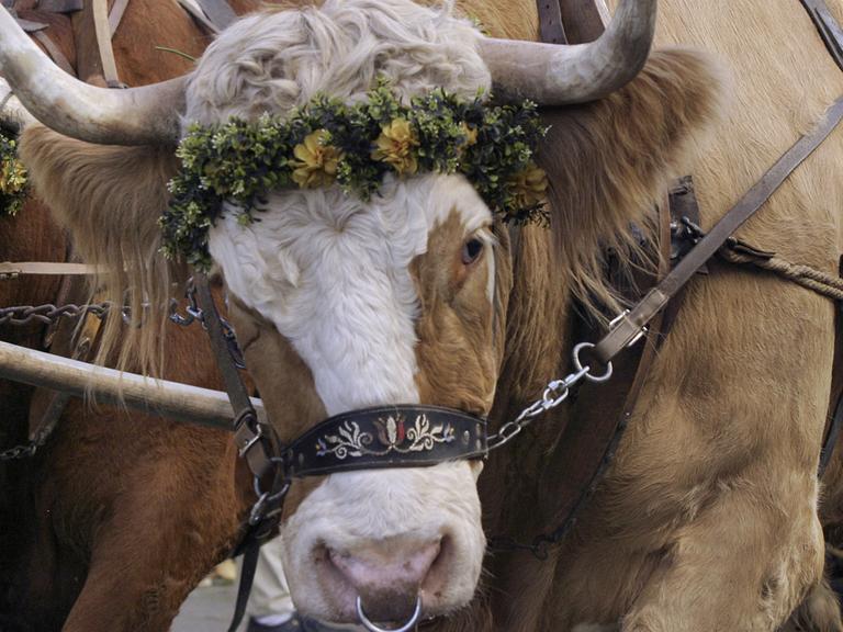 Mit Blumen geschmücktes Ochsengespann in Grafing (Oberbayern)