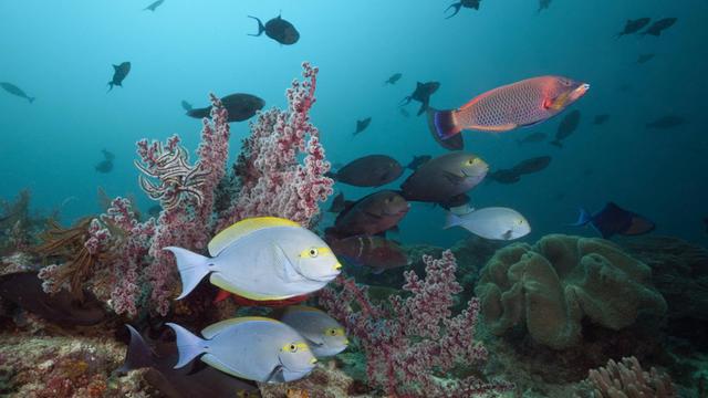 Graue Doktorfische an den Korallenriffen von Raja Ampat in Indonesien.