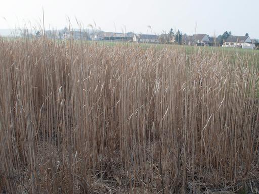 Welche Kriterien es bei dem Bestellen die Miscanthus pellets zu beachten gilt