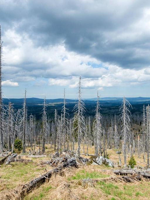 Tote Bäume und mit Absicht liegen gelassenes Holz am Fuße des Gipfels des Großen Rachel im Nationalpark Bayerischer Wald.