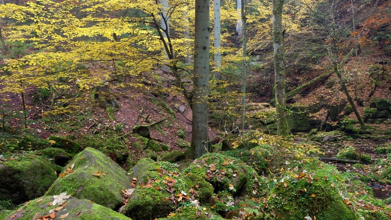 Herbst in der Monbachtal-Schlucht im Nord-Schwarzwald Herbst in der Monbachtal-Schlucht im Nord-Schwarzwald