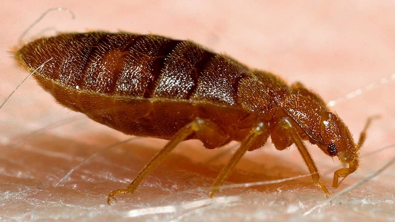 Eine Bettwanze beim Blutsaugen auf menschlicher Haut, veröffentlicht von der Harvard Universität (Foto undatiert). Eine Bettwanze beim Blutsaugen auf menschlicher Haut, veröffentlicht von der Harvard Universität (Foto undatiert).
