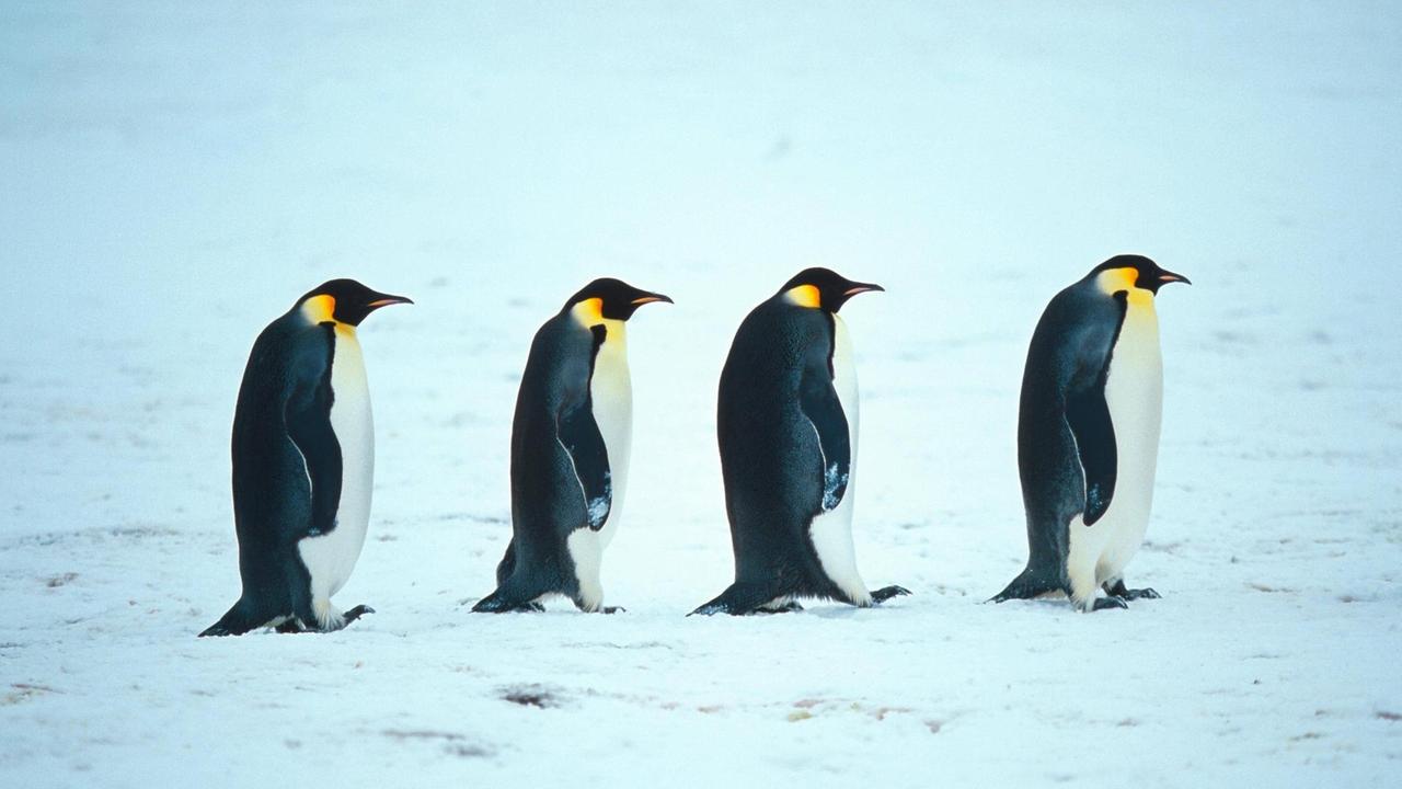 Kaiserpinguine in der Antarktis Kaiserpinguine in der Antarktis