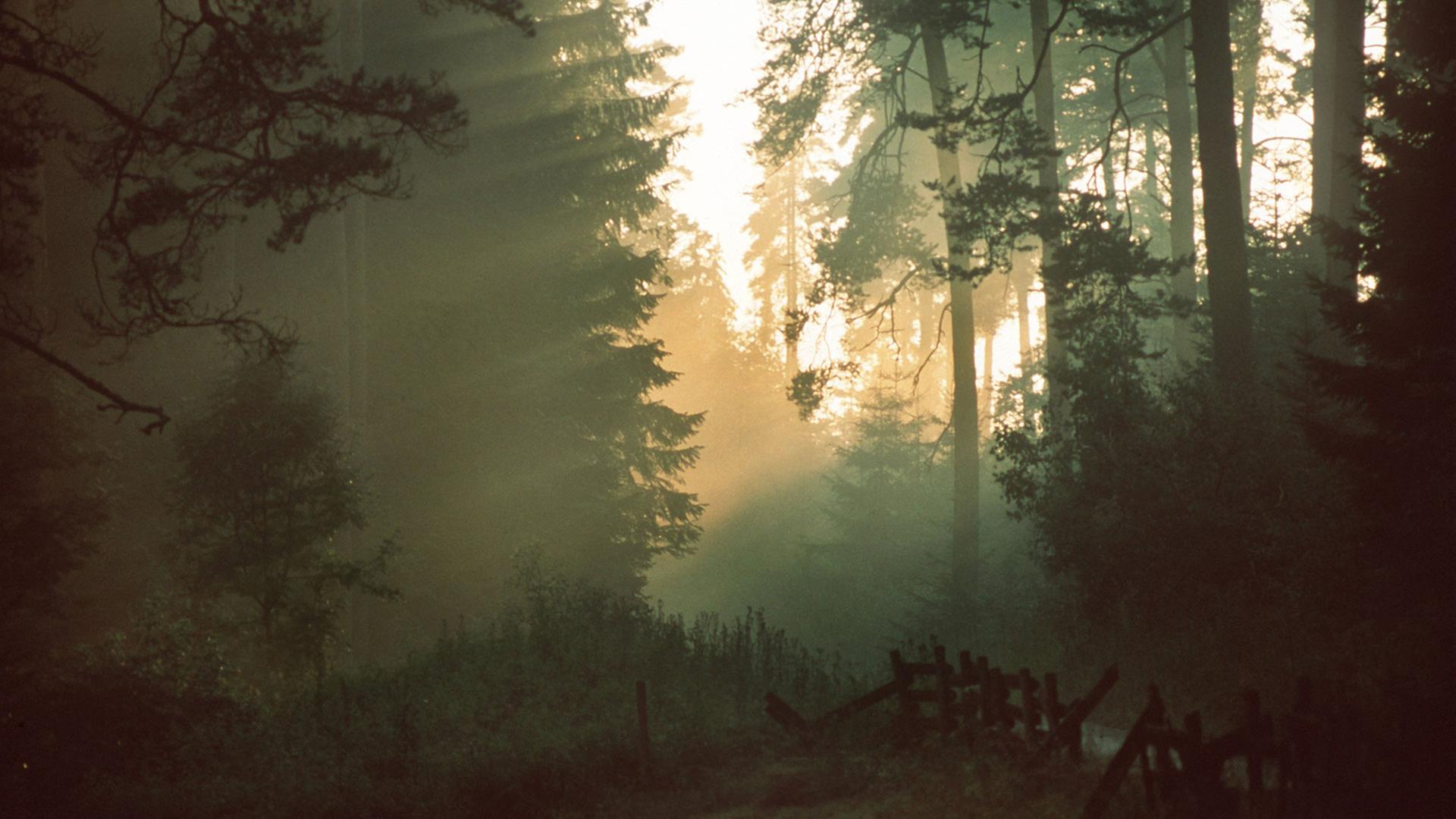 Das durch die Baumkronen eindringende Sonnenlicht schafft in einem Waldstück bei Titisee-Neustadt im Schwarzwald eine Atmosphäre, wie in einem verwunschenen Märchenwald. Das durch die Baumkronen eindringende Sonnenlicht schafft in einem Waldstück bei Titisee-Neustadt im Schwarzwald eine Atmosphäre, wie in einem verwunschenen Märchenwald.