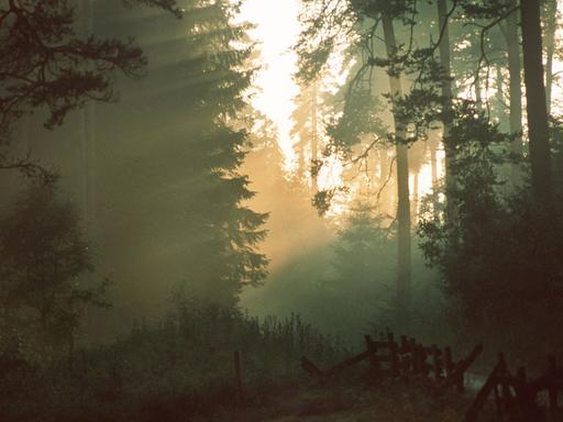 Das durch die Baumkronen eindringende Sonnenlicht schafft in einem Waldstück bei Titisee-Neustadt im Schwarzwald eine Atmosphäre, wie in einem verwunschenen Märchenwald.