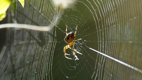 Ein Kreuzspinne sitzt in ihrem Netz