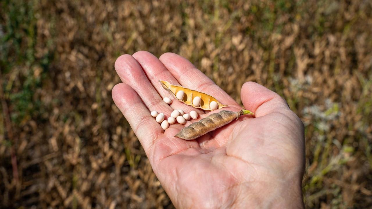 Hand mit erntereifen Lupinensamen und Lupinenschoten vor einem erntereifen Lupinenfeld. Hand mit erntereifen Lupinensamen und Lupinenschoten vor einem erntereifen Lupinenfeld.