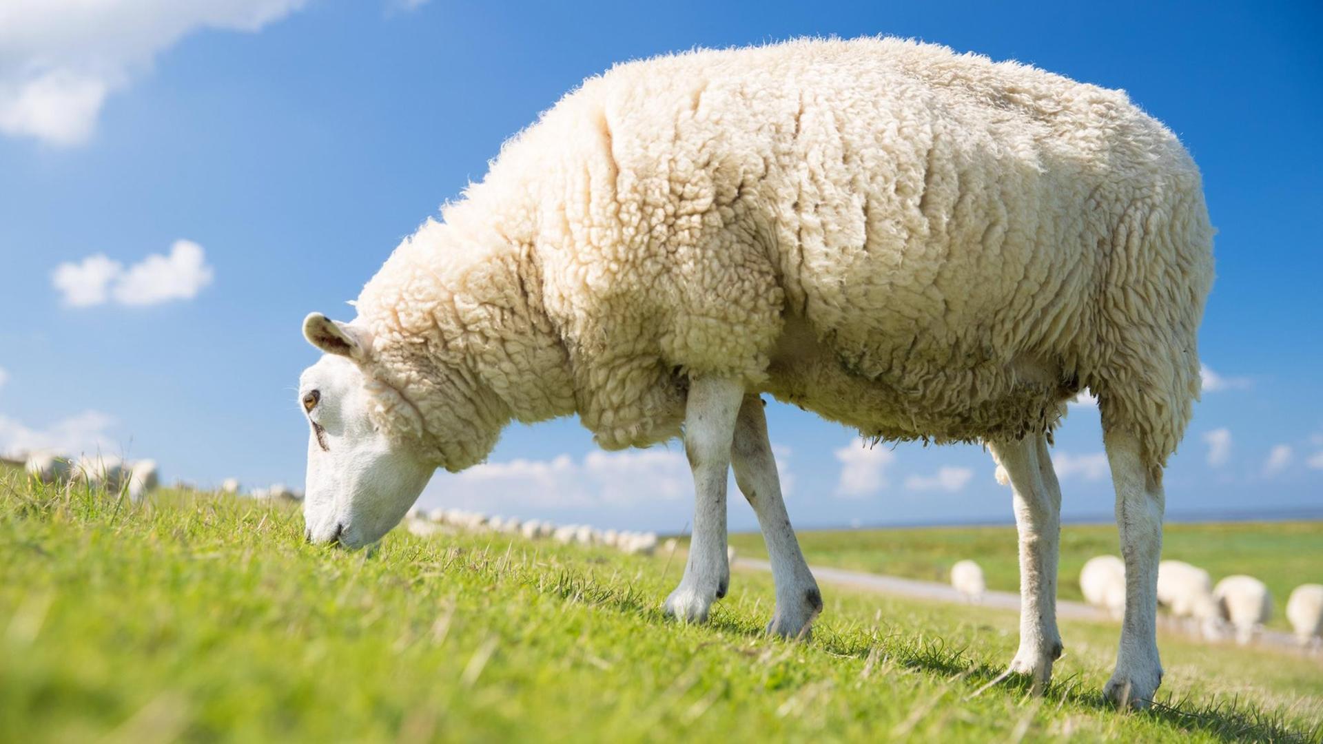 Ein Schaf steht auf dem Deich. Ein Schaf steht auf dem Deich.