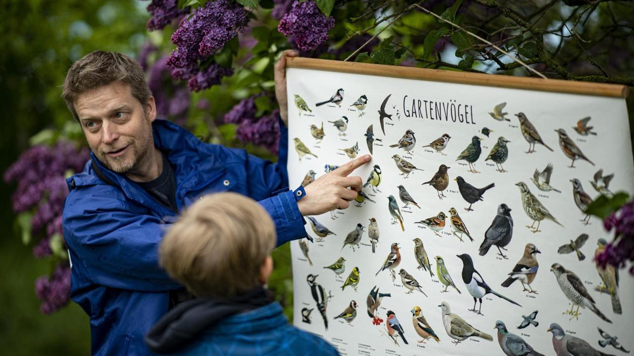 Lars Lachmann, Leiter Ornithologie und Vogelschutz beim Naturschutzbund Deutschland (NABU), zeigt auf einem Plakat die verschiedenen Gartenvögel. Der NABU ruft bundesweit zur "Stunde der Gartenvögel" auf. Dabei sollen eine Stunde lang die Vögel im Garten, vom Balkon aus oder im Park beobachtet, gezählt und gemeldet werden. Lars Lachmann, Leiter Ornithologie und Vogelschutz beim Naturschutzbund Deutschland (NABU), zeigt auf einem Plakat die verschiedenen Gartenvögel. Der NABU ruft bundesweit zur "Stunde der Gartenvögel" auf. Dabei sollen eine Stunde lang die Vögel im Garten, vom Balkon aus oder im Park beobachtet, gezählt und gemeldet werden.