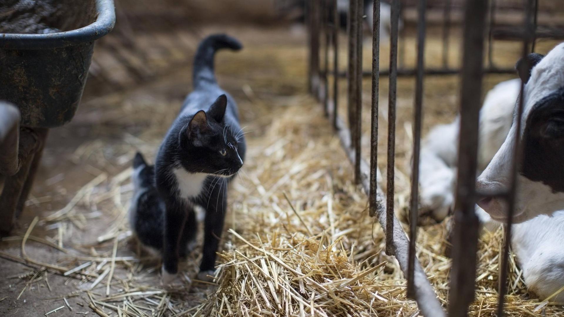 Eine Katze steht in einem Stall vor einem Gitter, hinter dem eine Kuh zu sehen ist. Eine Katze steht in einem Stall vor einem Gitter, hinter dem eine Kuh zu sehen ist.