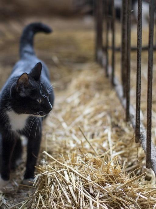 Eine Katze steht in einem Stall vor einem Gitter, hinter dem eine Kuh zu sehen ist.