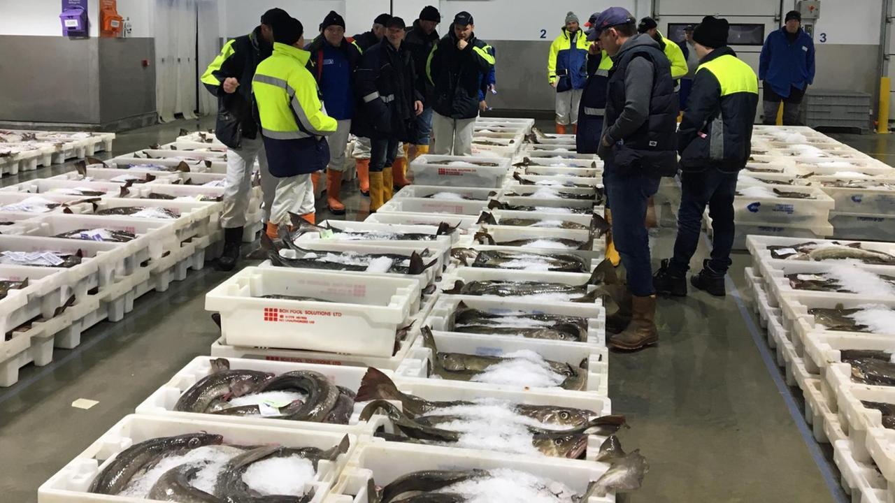 In der Fischhalle im schottischen Peterhead liegen Fische in weißen Boxen, dazwischen stehen die Händler In der Fischhalle im schottischen Peterhead liegen Fische in weißen Boxen, dazwischen stehen die Händler