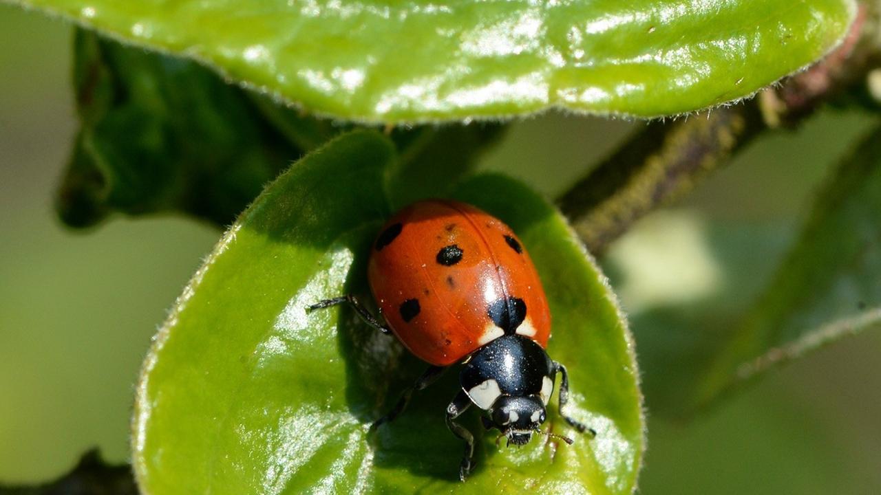 Ein Marienkäfer sitzt auf einem Blatt.
