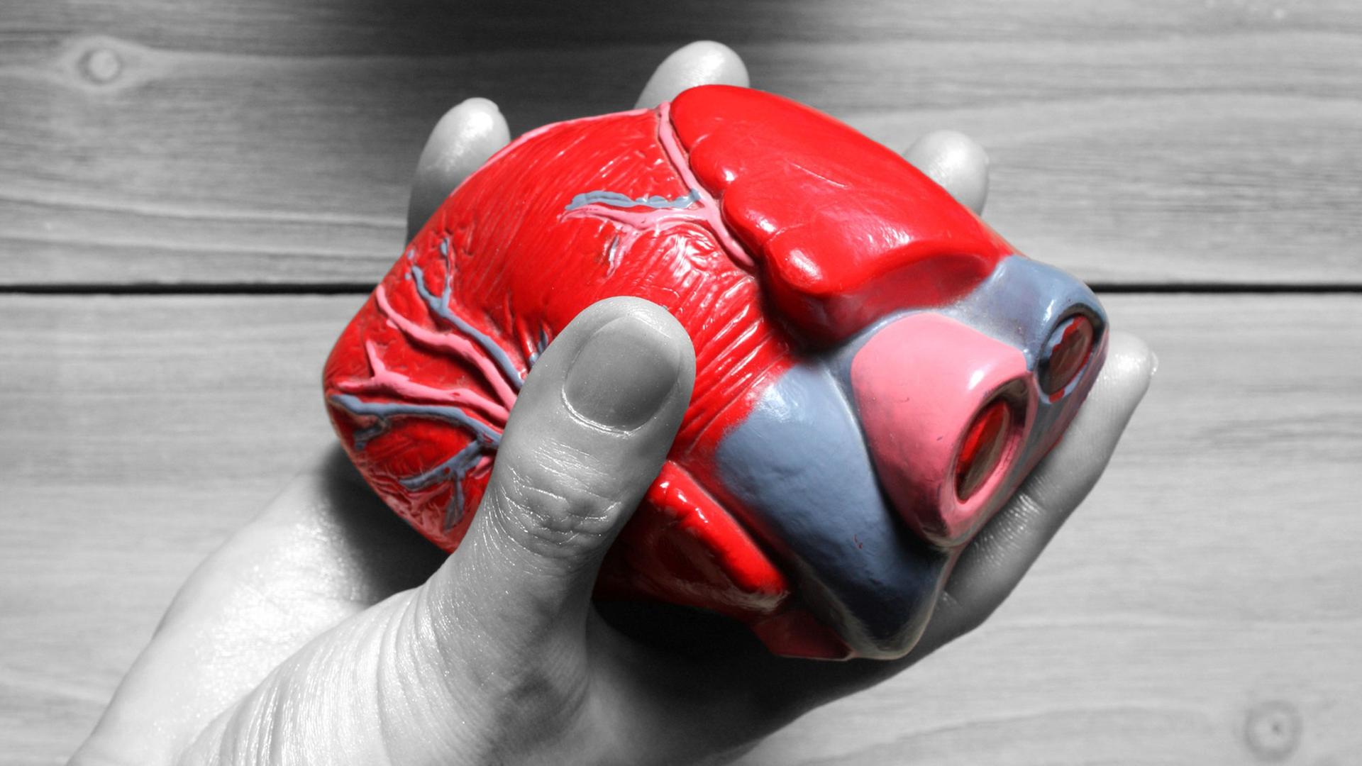 Ein Herz-Modell aus Plastik in einer Hand Ein Herz-Modell aus Plastik in einer Hand