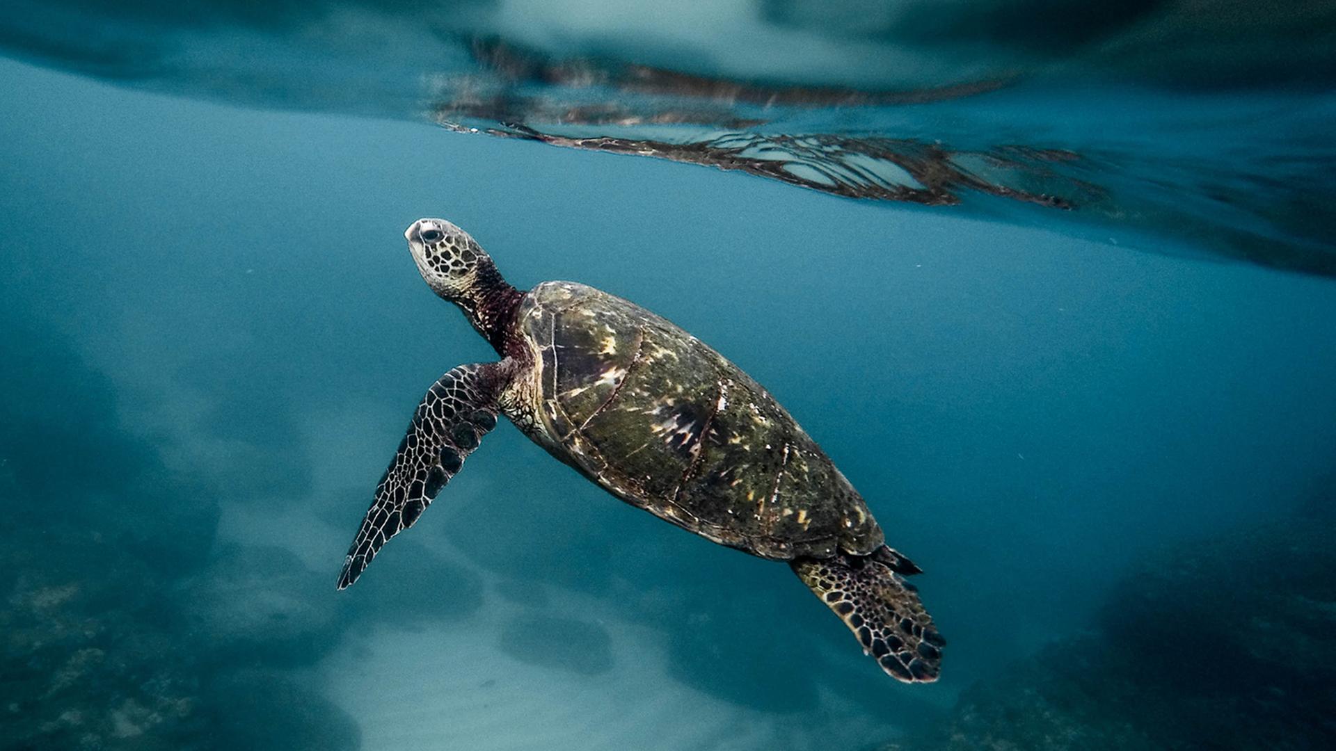 Eine Schildkröte im Meer.