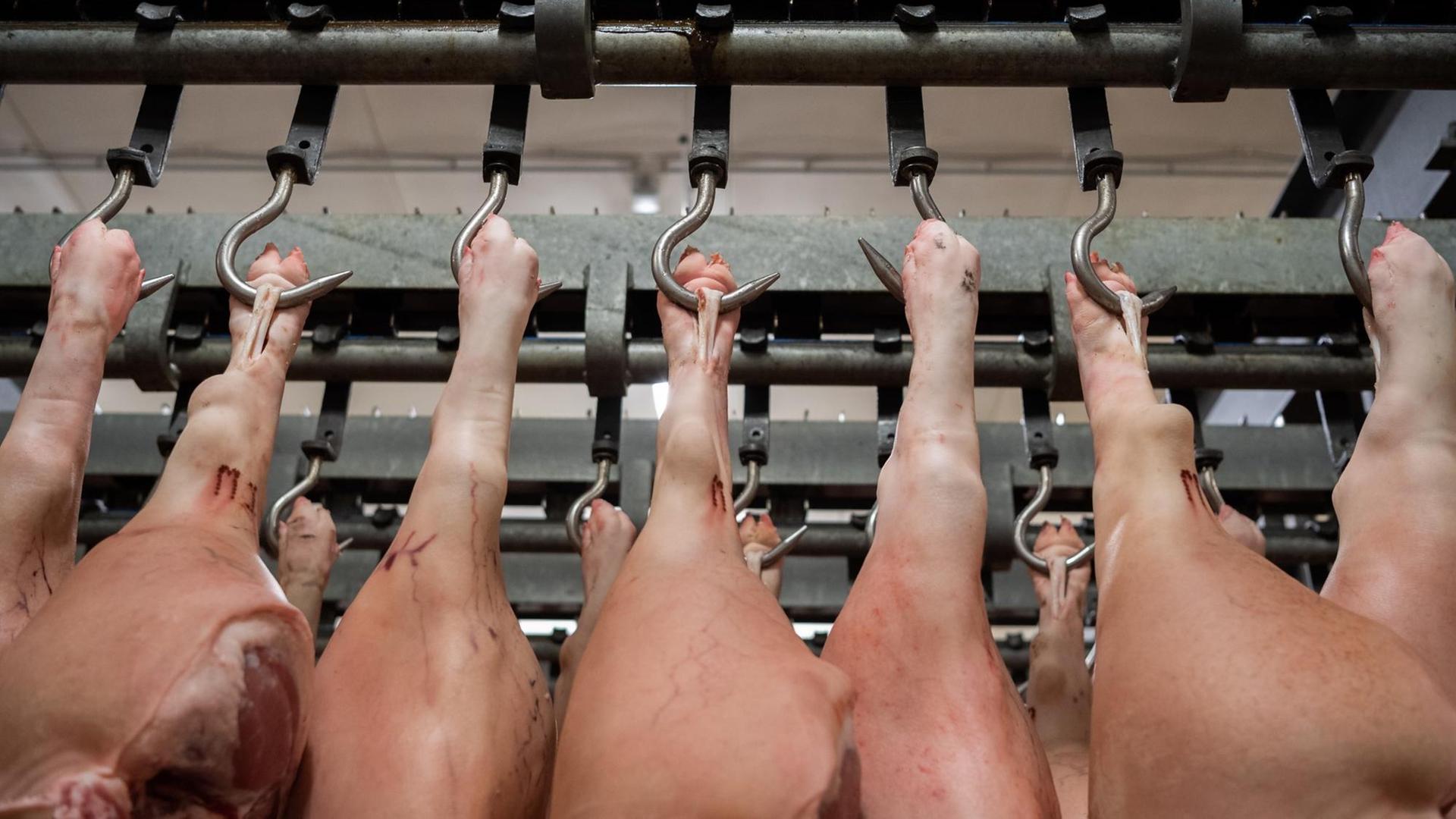 Schweineteile im Schlachthof Schweineteile im Schlachthof