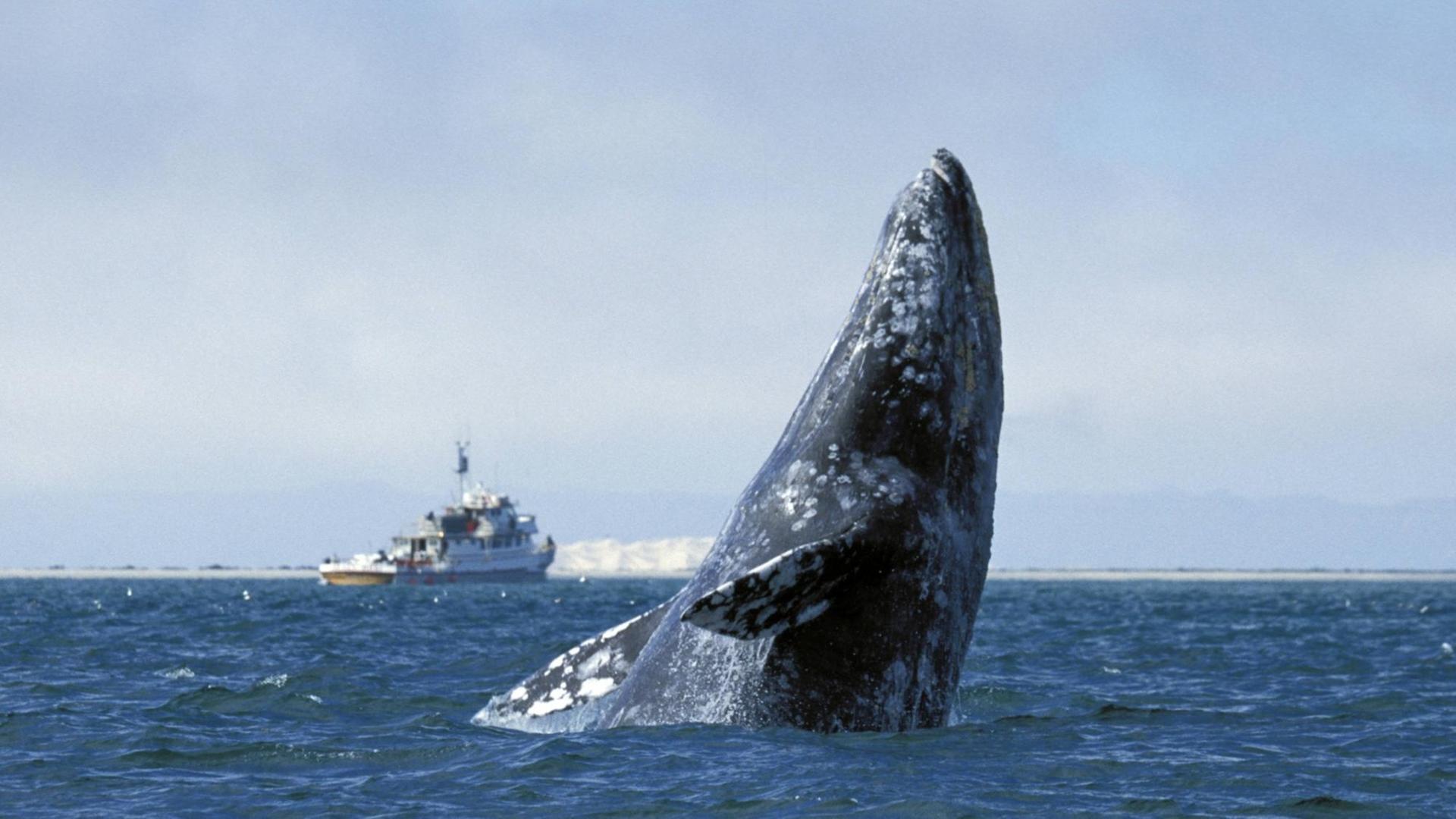 Ein Grauwal vor der mexikanischen Nordwestküste ragt mit seinem Kopf aus dem Wasser. Ein Grauwal vor der mexikanischen Nordwestküste ragt mit seinem Kopf aus dem Wasser.