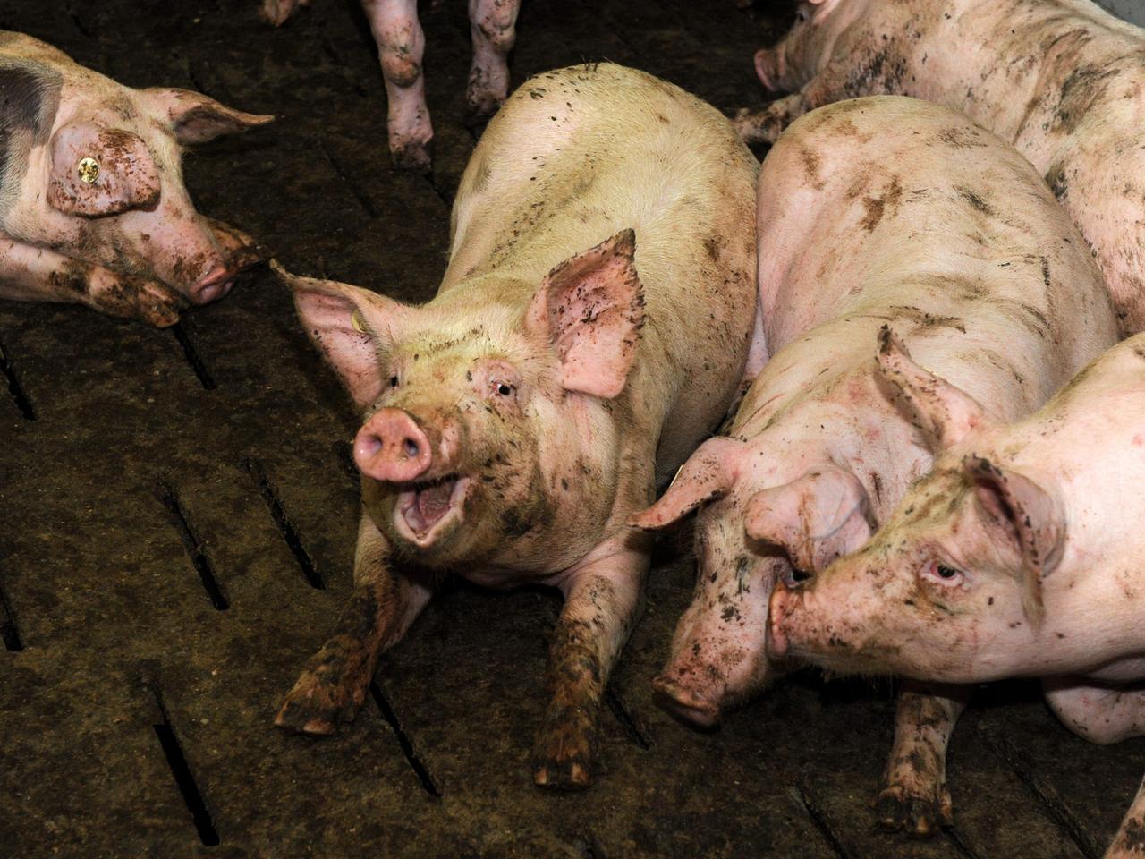 Zu sehen sind Schweine in einem Mastbetrieb. Zu sehen sind Schweine in einem Mastbetrieb.