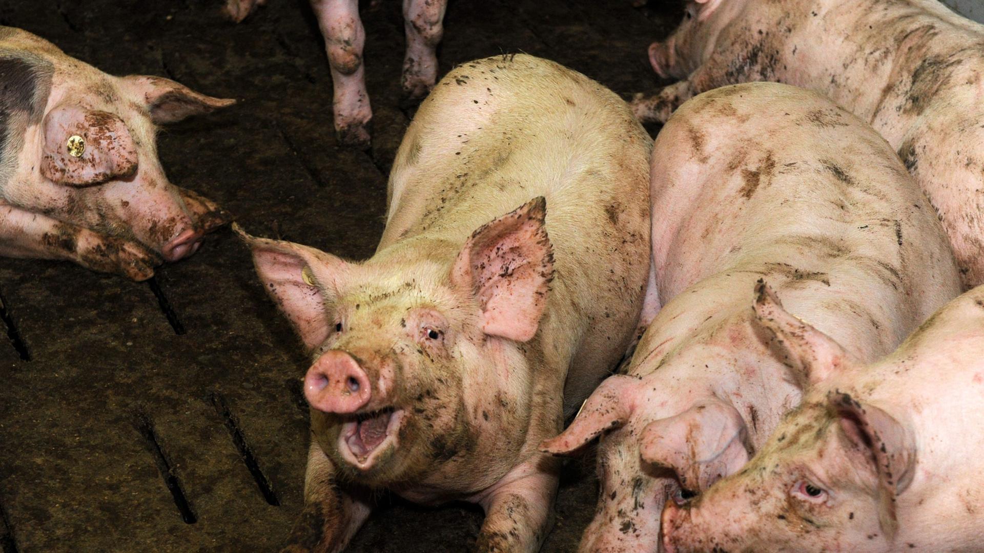 Zu sehen sind Schweine in einem Mastbetrieb. Zu sehen sind Schweine in einem Mastbetrieb.