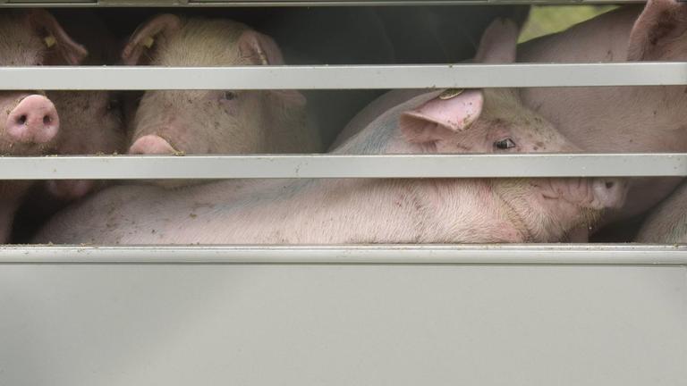 Ferkel werden in Tiertransportern zu den Masthöfen antransportiert. Zu sehen sind drei Schweine hinter Gittern.