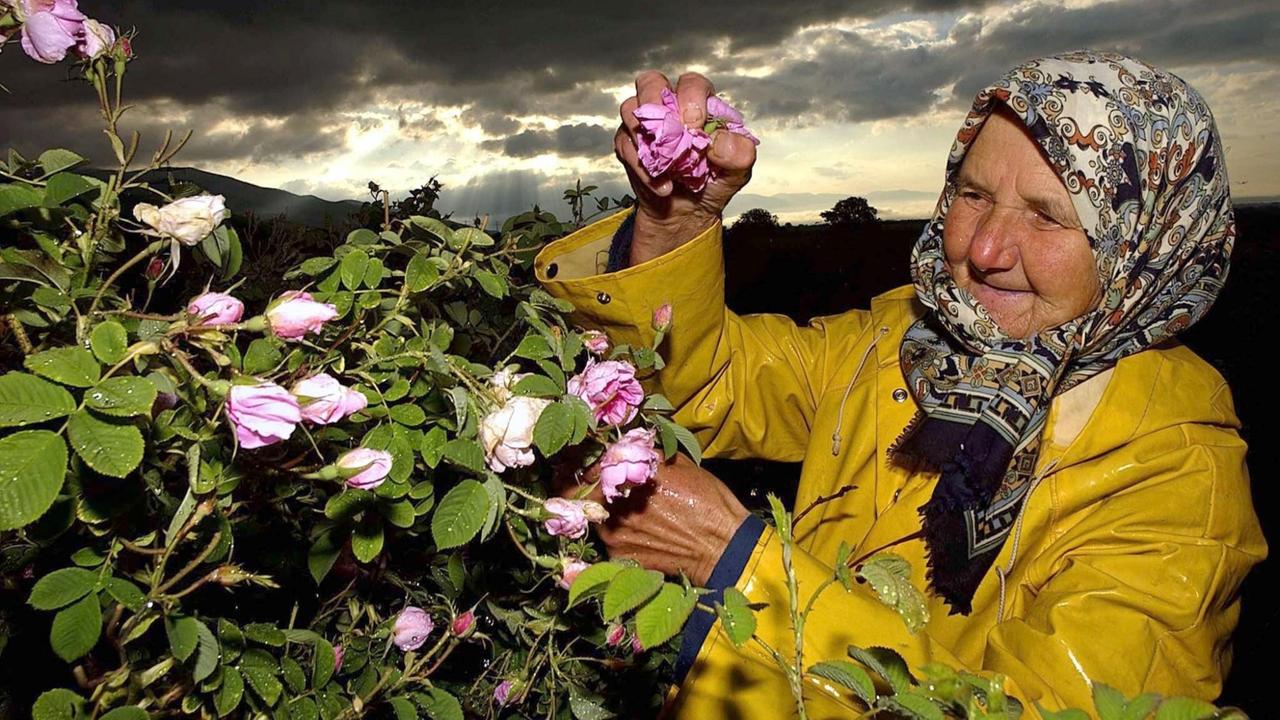 Eine ältere Frau pflückt auf einem Feld im sogenannten "Tal der Rosen" nahe der Stadt Kazanlak die noch geschlossenen Rosenblüten. Die Blüten werden zur Produktion von Rosenöl verwendet.