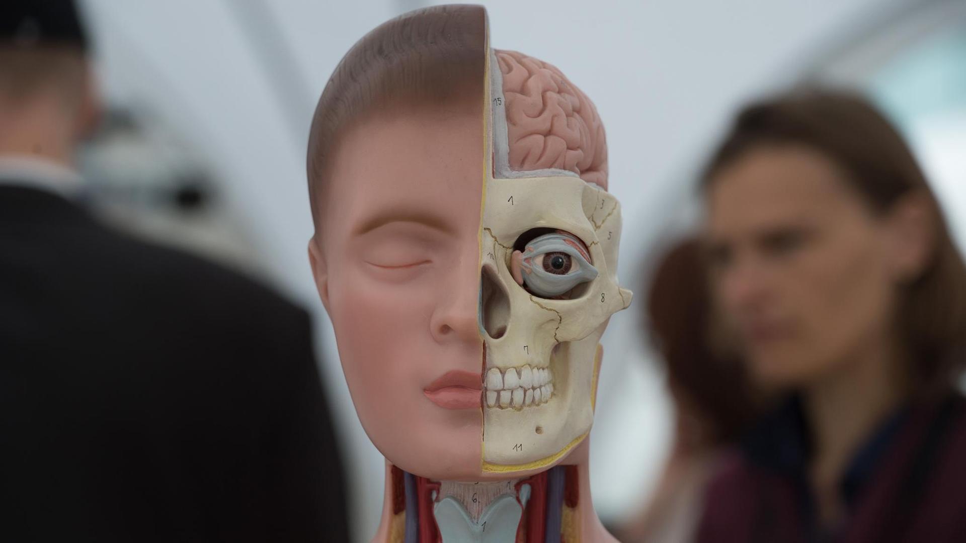 Ein Anatomiekörper und der Blick auf Teile des Gehirnmodells Ein Anatomiekörper und der Blick auf Teile des Gehirnmodells